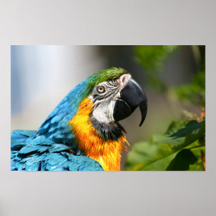 Affiche Vibrant couleur Macaw