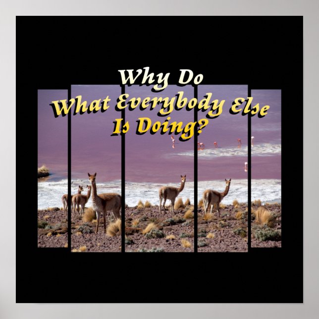 Affiche Vicuña Guanaco Lover - Devis d'aventure voyage (Devant)