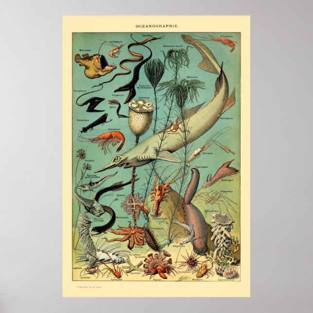 Affiche Vie aquatique vintage par Adolphe Millot (Devant)