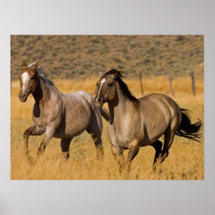 Affiche Vie de ranch au Ponderosa Ranch