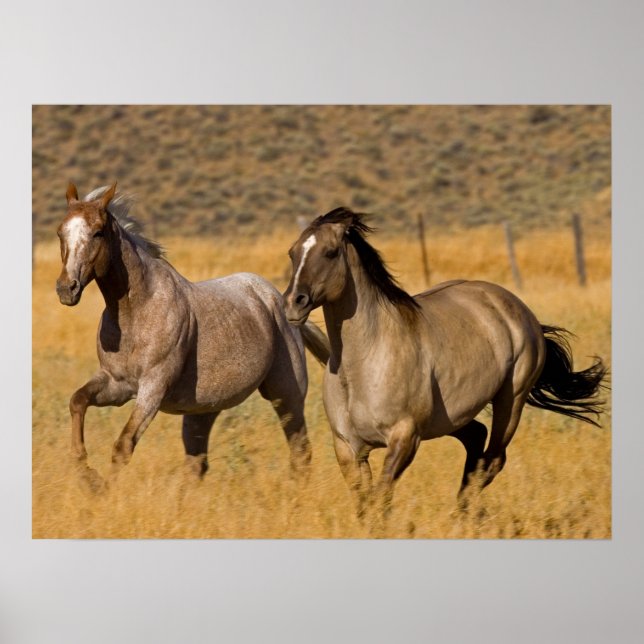 Affiche Vie de ranch au Ponderosa Ranch (Devant)