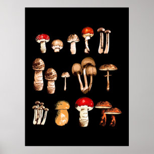Affiche Vie du champignon Picker