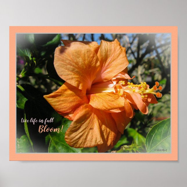 Affiche Vie en pleine floraison Hibiscus floraux (Devant)