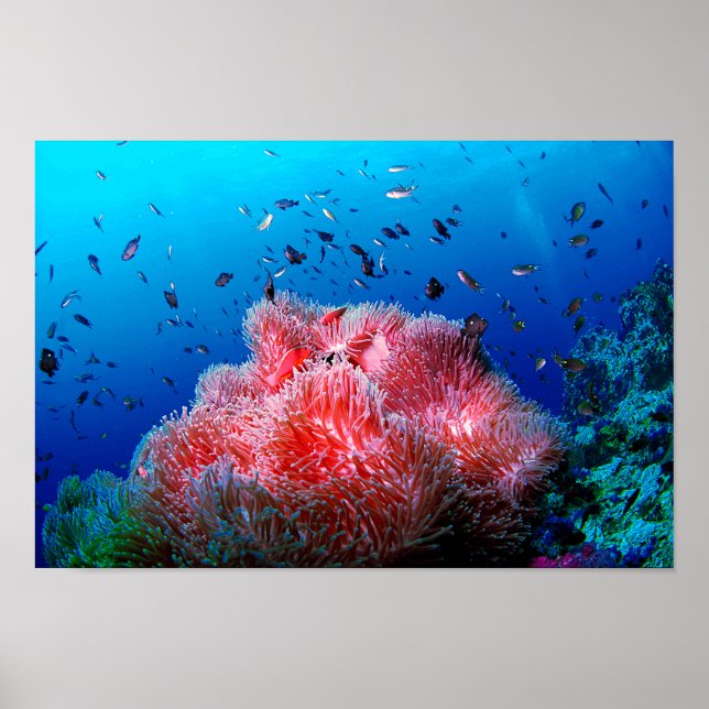 Affiche Vie marine tropicale Corail anémoné rose (Devant)