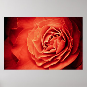Affiche vie rose
