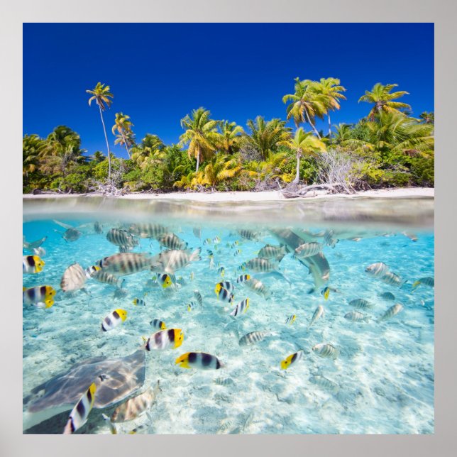 Affiche Vie sous-marine (Devant)