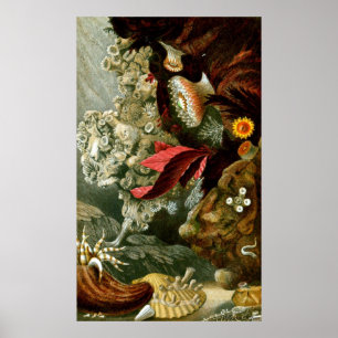 Affiche Vie Sous-Marine Neuf Sur Dix