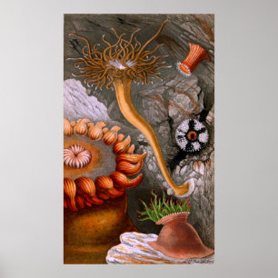 Affiche Vie Sous-Marine Quatre Sur Dix