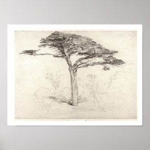 Affiche Vieil arbre de cèdre dans le jardin botanique,