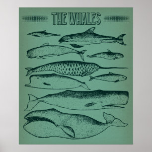 Affiche Vieille illustration des baleines