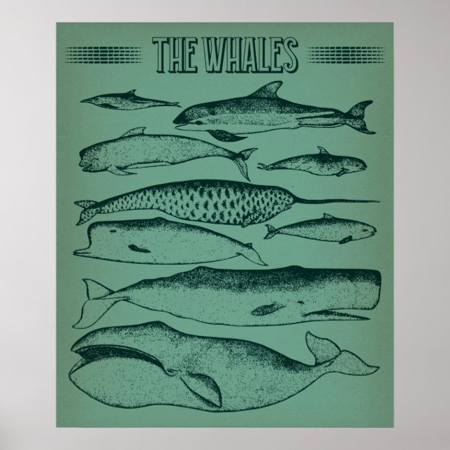Affiche Vieille illustration des baleines (Devant)