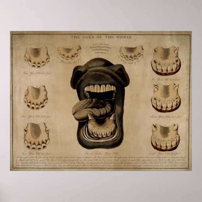 Affiche Vieillissement Horse Bouche Dents Vieux Etching Aq (Devant)