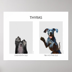 Affiche Vieillissement personnalisé Grand Danois