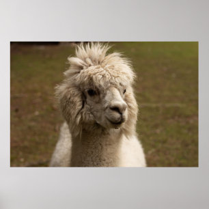 AFFICHE VIENNA WIEN ÖSTERREICH AUTRICHE ALPAKA LAMA ANIMAL