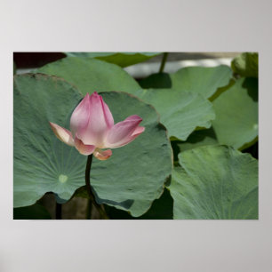 Affiche Vietnam, près de Saigon) My Tho. Vinh Trang 2