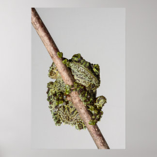 Affiche Vietnamese Mossy Frog on a Branch