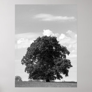Affiche Vieux arbre