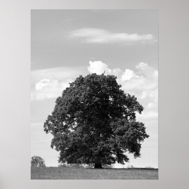 Affiche Vieux arbre (Devant)