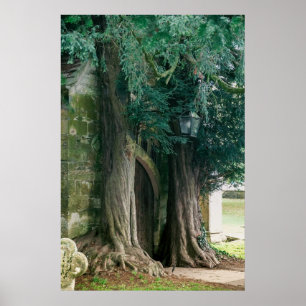Affiche Vieux arbres de Yew