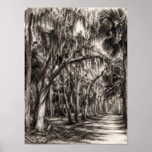 Affiche Vieux chêne de Floride Hammock Graphite Croquis