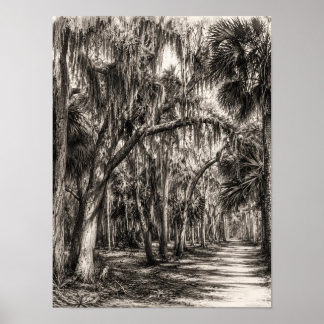 Affiche Vieux chêne de Floride Hammock Graphite Croquis |  (Devant)