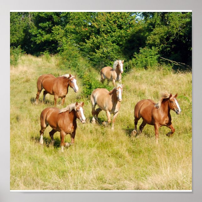 Affiche Vieux Chevaux de Brouillon Imprimer (Devant)