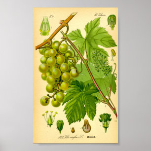 Affiche Vigne de raisin commun (Vitis vinifera)