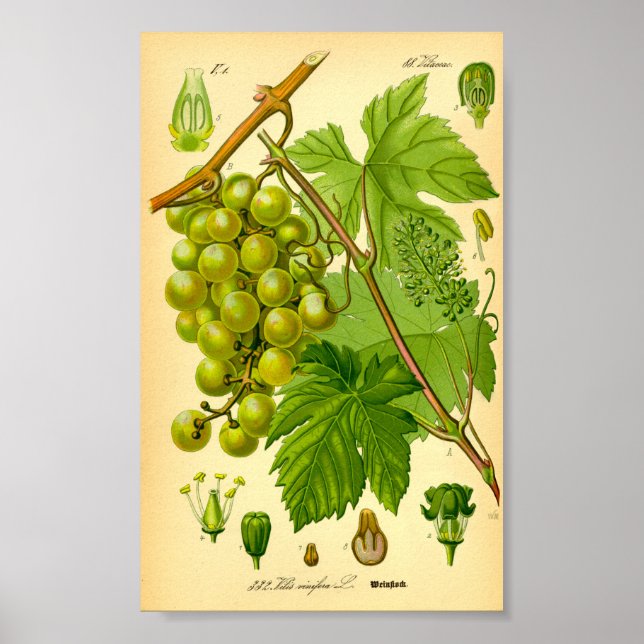 Affiche Vigne de raisin commun (Vitis vinifera) (Devant)