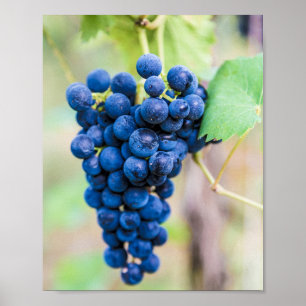 Affiche Vigne de raisin pour vin et vigneron cadeau