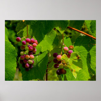 Affiche Vigne Isabelle