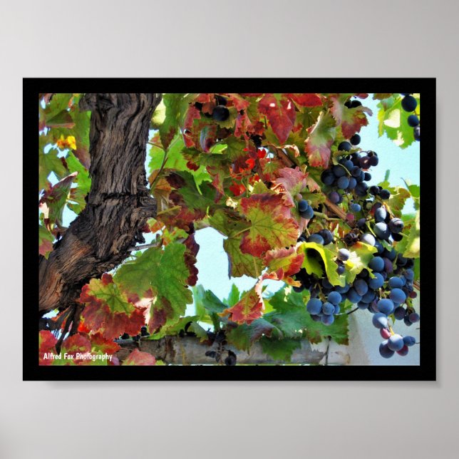 Affiche Vigne rouge rustique (Devant)