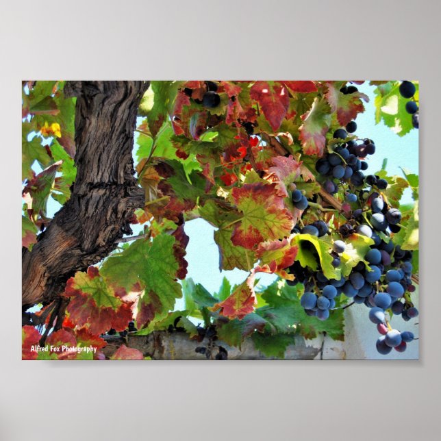 Affiche Vigne rouge rustique (Devant)