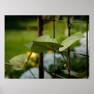 Affiche Vigne sur treillis