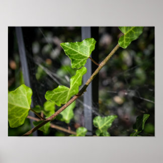 Affiche Vignes et toiles d'araignée