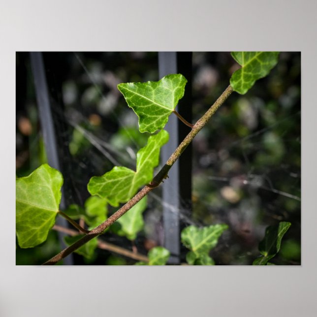 Affiche Vignes et toiles d'araignée (Devant)