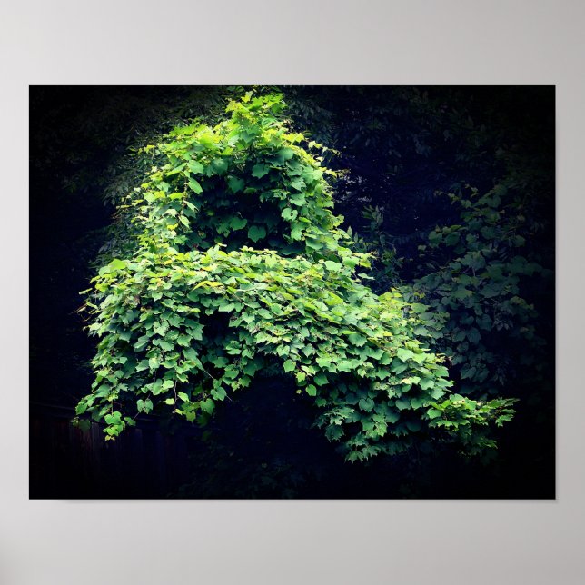 Affiche Vignes feuillues sauvages du Trône de la nature (Devant)