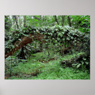 Affiche Vignes hawaïennes de jungle