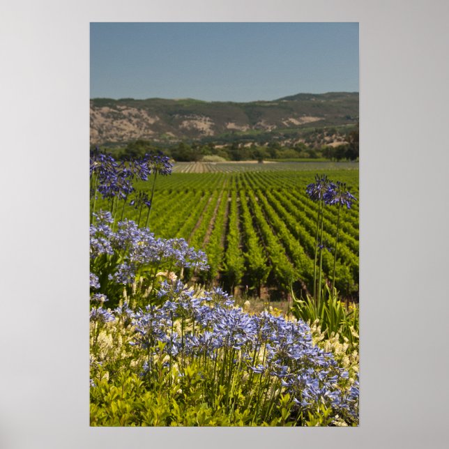 Affiche Vignoble californien et fleurs pourpres (Devant)