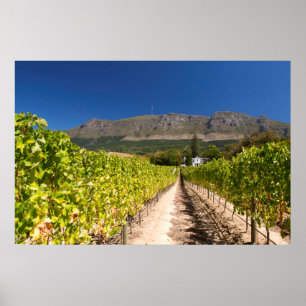 Affiche Vignoble, Le Cap, Cap-Occidental, Afrique du Sud