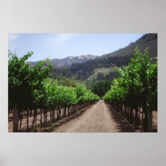 Affiche Vignoble Napa Valley
