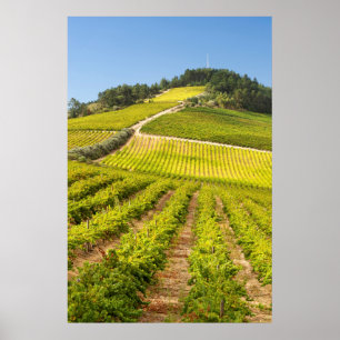 Affiche Vignoble, Stellenbosch, Western Cape