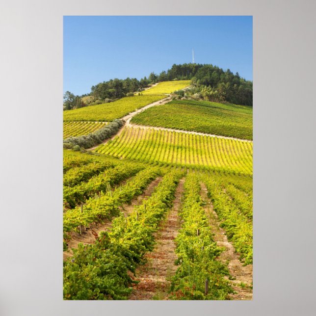 Affiche Vignoble, Stellenbosch, Western Cape (Devant)