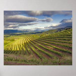 Affiche Vignoble. Vallée de Napa. Napa. Comté de Napa,