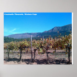 Affiche Vignobles de Constantia, Western Cape