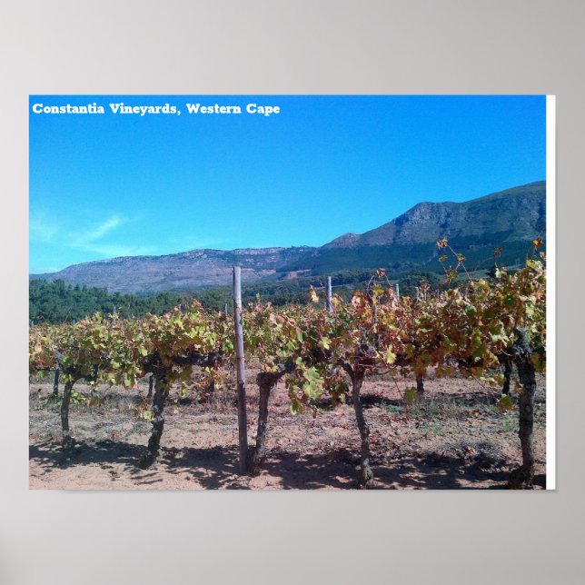 Affiche Vignobles de Constantia, Western Cape (Devant)
