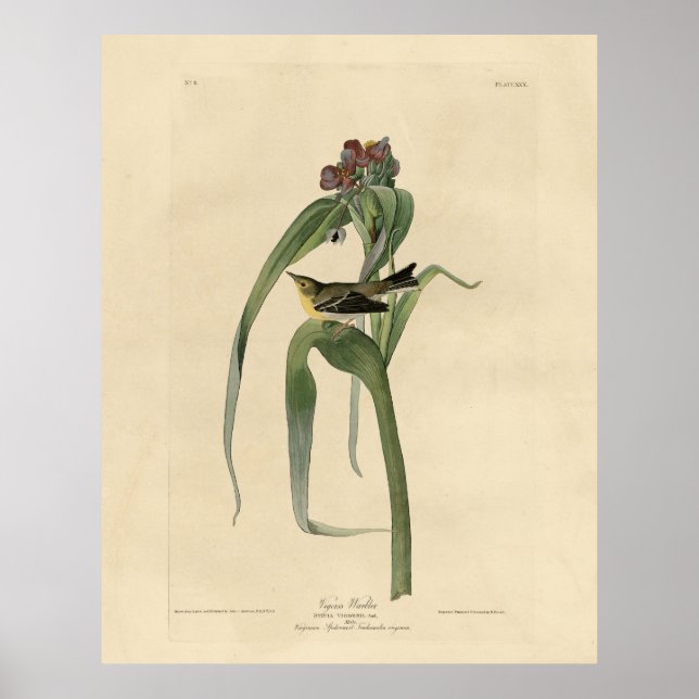 Affiche Vigors Vireo (Paruline des pins) Audubon Birds Amé (Devant)