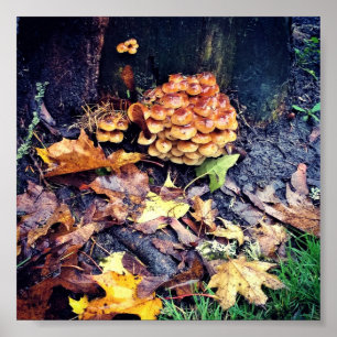 Affiche Village des champignons