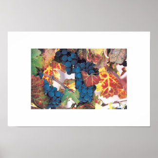Affiche Vin de Napa Valley, Vignoble