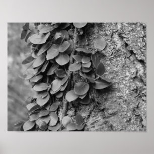 Affiche Vin Feuillus Sur Arbre Noir Et Blanc