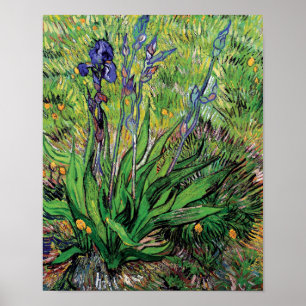 Affiche Vincent Van Gogh - L'Iris Amoureux de la Nature Be
